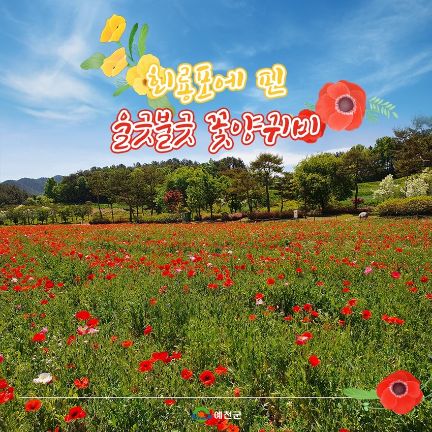 1.회룡포에 핀 울긋불긋 꽃양귀비 푸른빛 수레국화 보러 오세요!